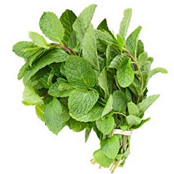 Podina (پودینہ)-1Gatti